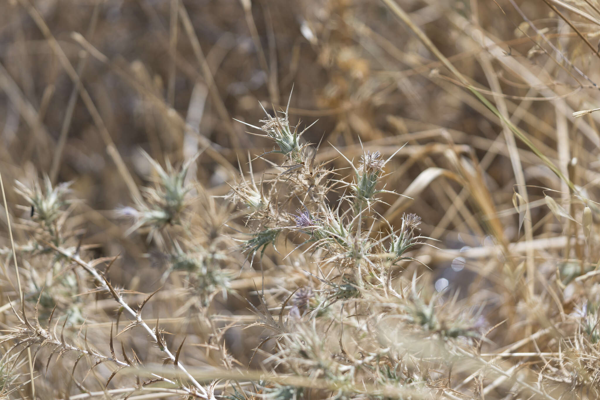 Image of Red Toothed Star-thistle