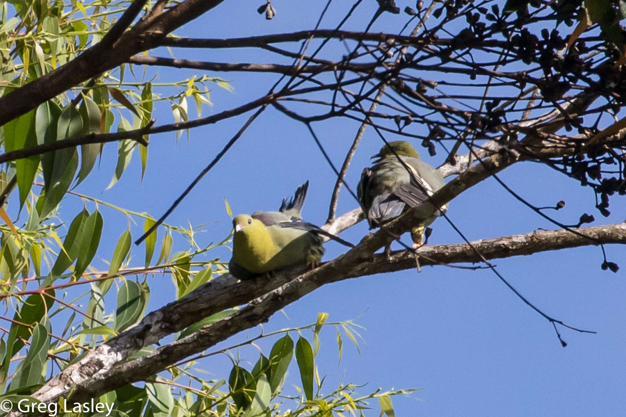 صورة Treron australis (Linnaeus 1771)