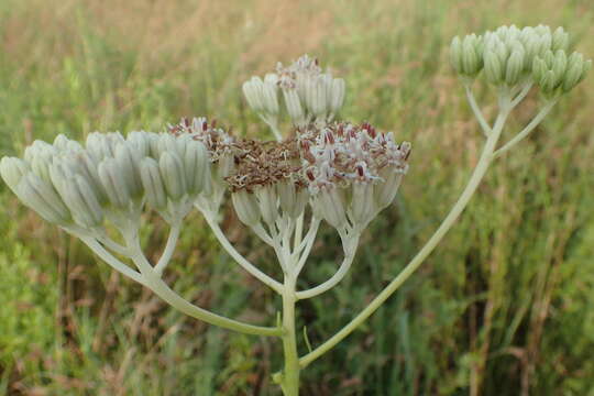 Image of Arnoglossum ovatum (Walter) H. Rob.