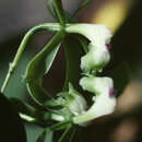 Image de Epidendrum unguiculatum (C. Schweinf.) Garay & Dunst.