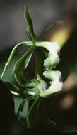 Plancia ëd Epidendrum unguiculatum (C. Schweinf.) Garay & Dunst.