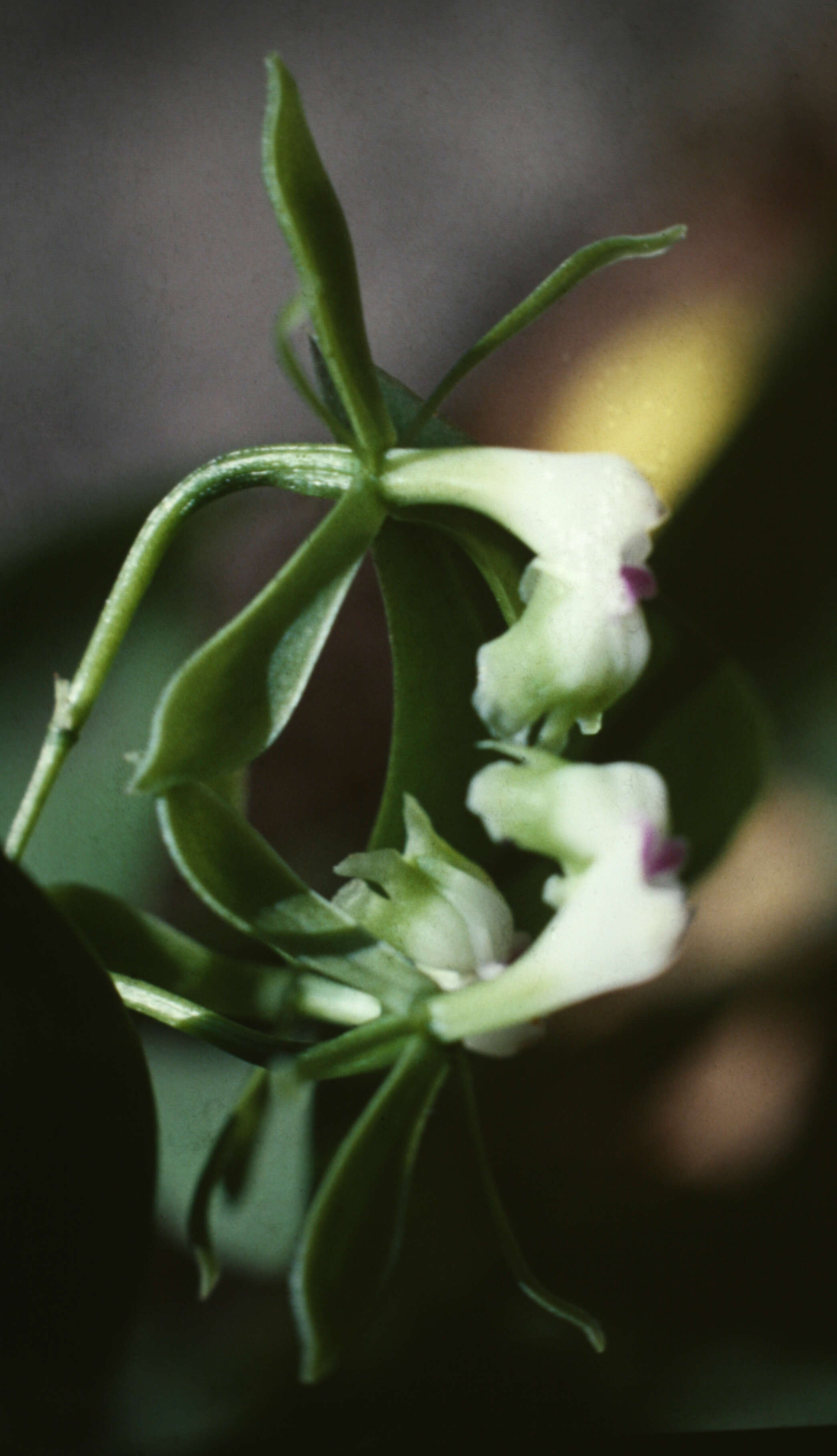 Image of Epidendrum unguiculatum (C. Schweinf.) Garay & Dunst.