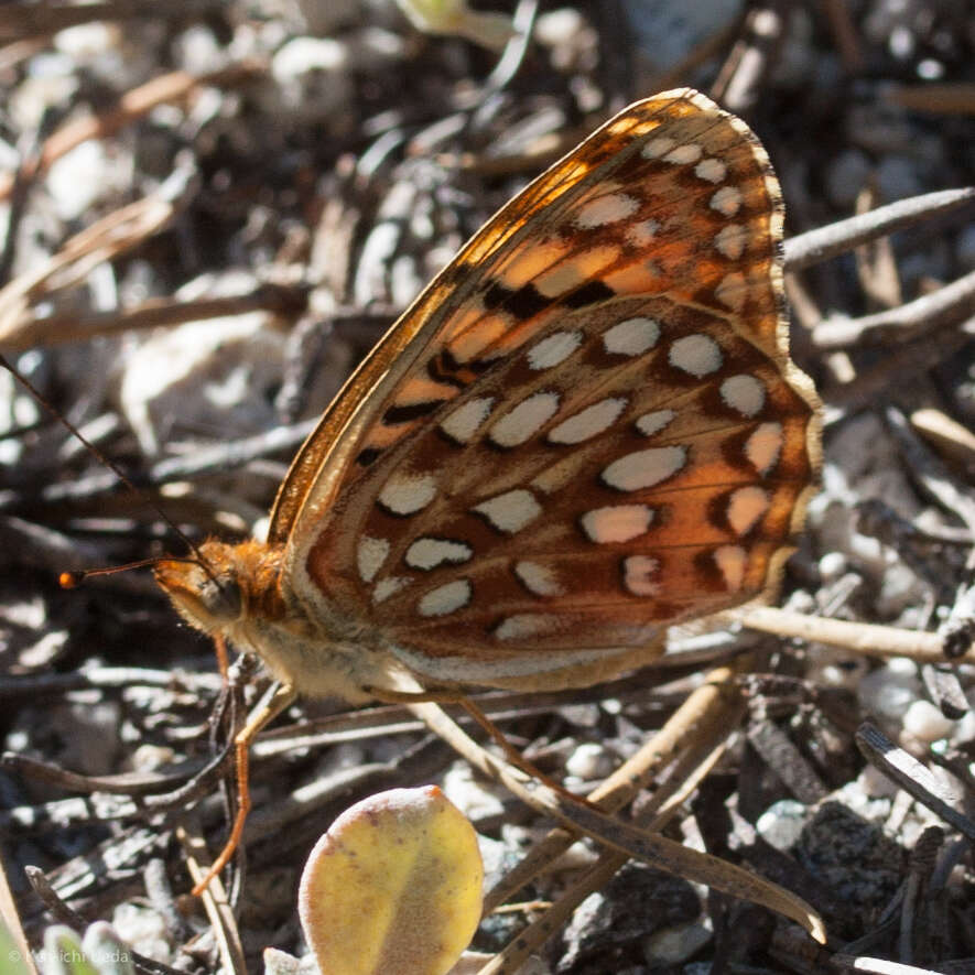 Image of Speyeria zerene malcolmi Comstock 1920