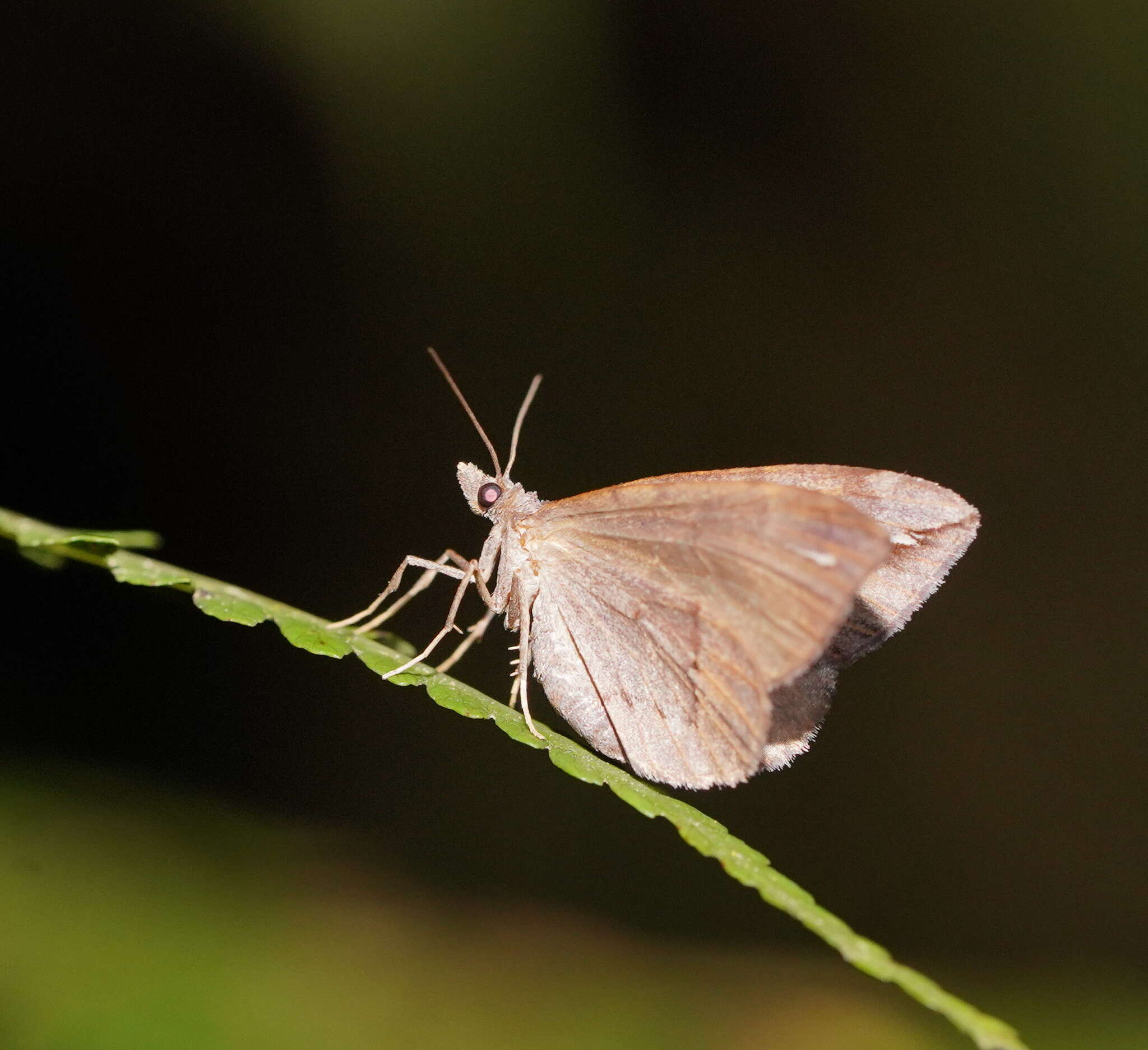 صورة Chaetolopha oxyntis Meyrick 1891