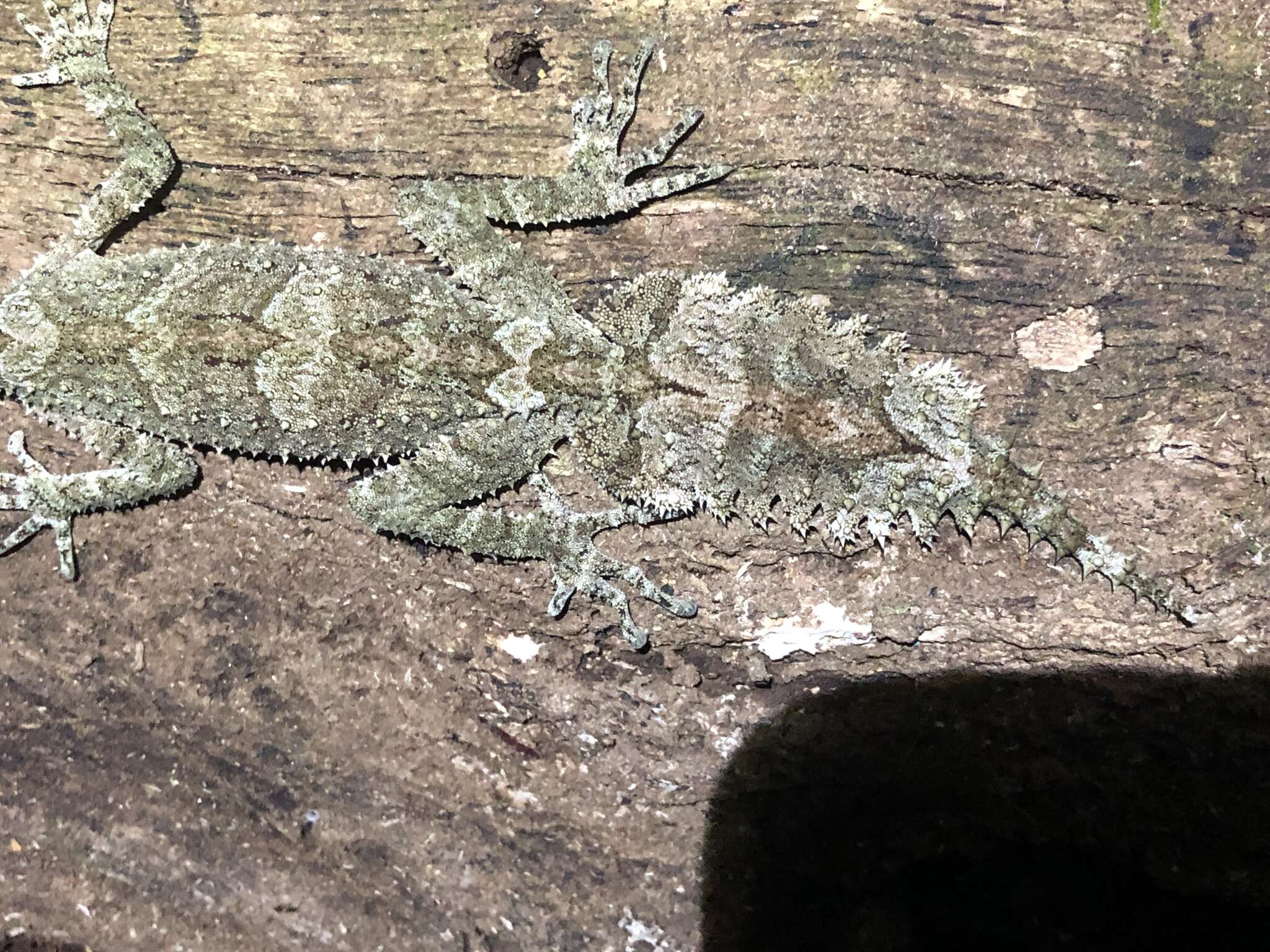 Image of Southern Leaf-tailed Gecko