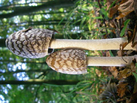 Imagem de Coprinopsis picacea (Bull.) Redhead, Vilgalys & Moncalvo 2001