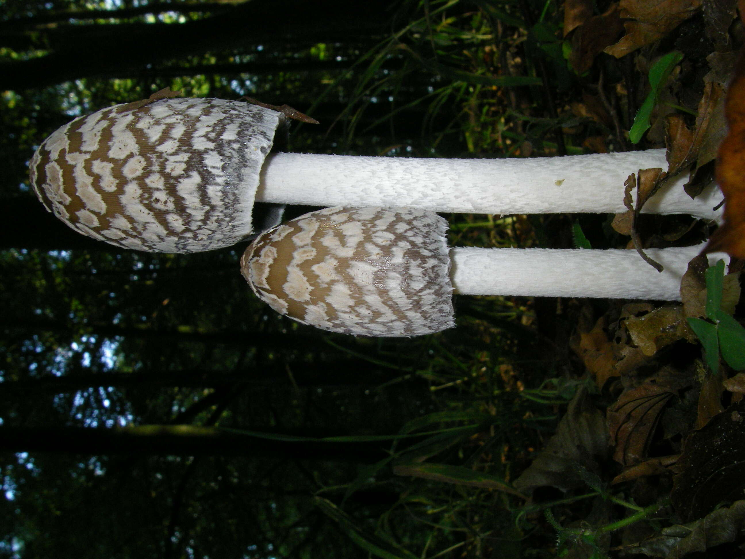 Imagem de Coprinopsis picacea (Bull.) Redhead, Vilgalys & Moncalvo 2001