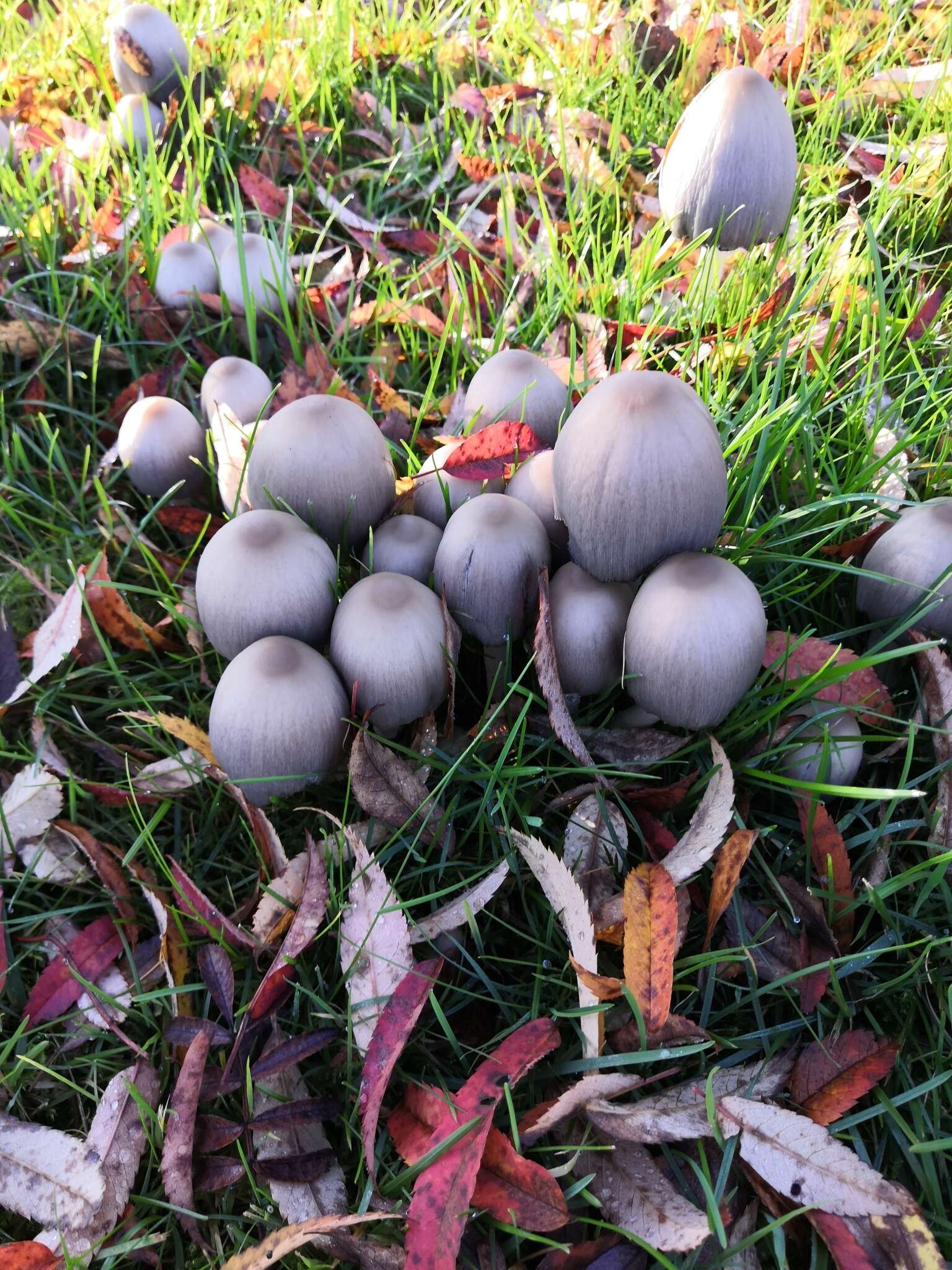 Image of Coprinopsis acuminata (Romagn.) Redhead, Vilgalys & Moncalvo 2001