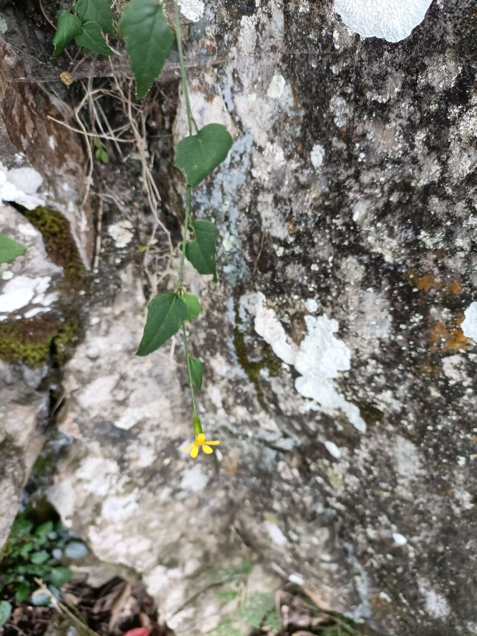 Plancia ëd Senecio scandens var. crataegifolius (Hayata) Kitam.