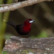 Image of Silver-beaked Tanager