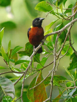 Image of Yellow-mantled Weaver