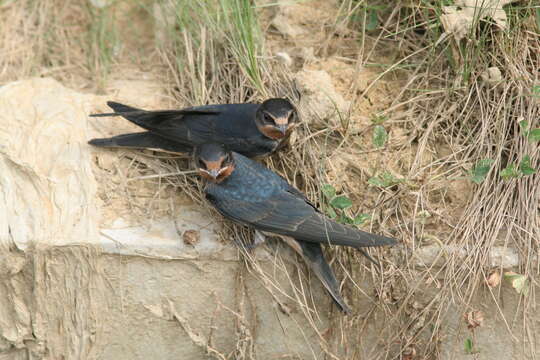 Image of Hirundo Linnaeus 1758