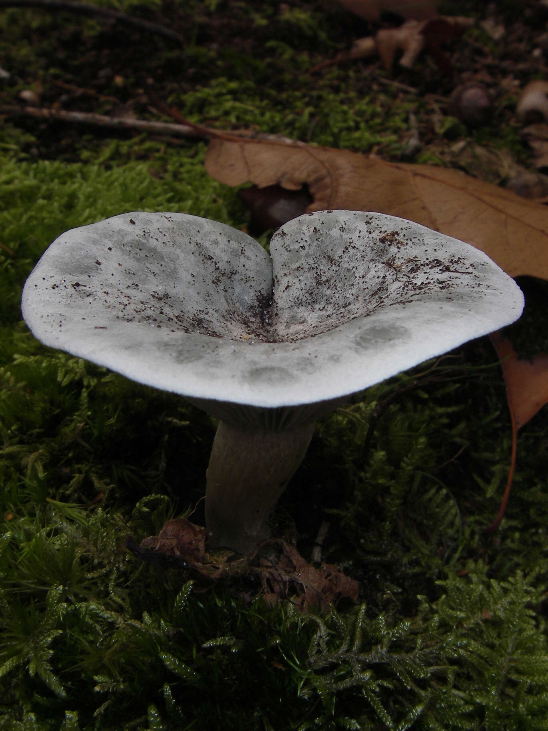 Image of Clitocybe odora (Bull.) P. Kumm. 1871