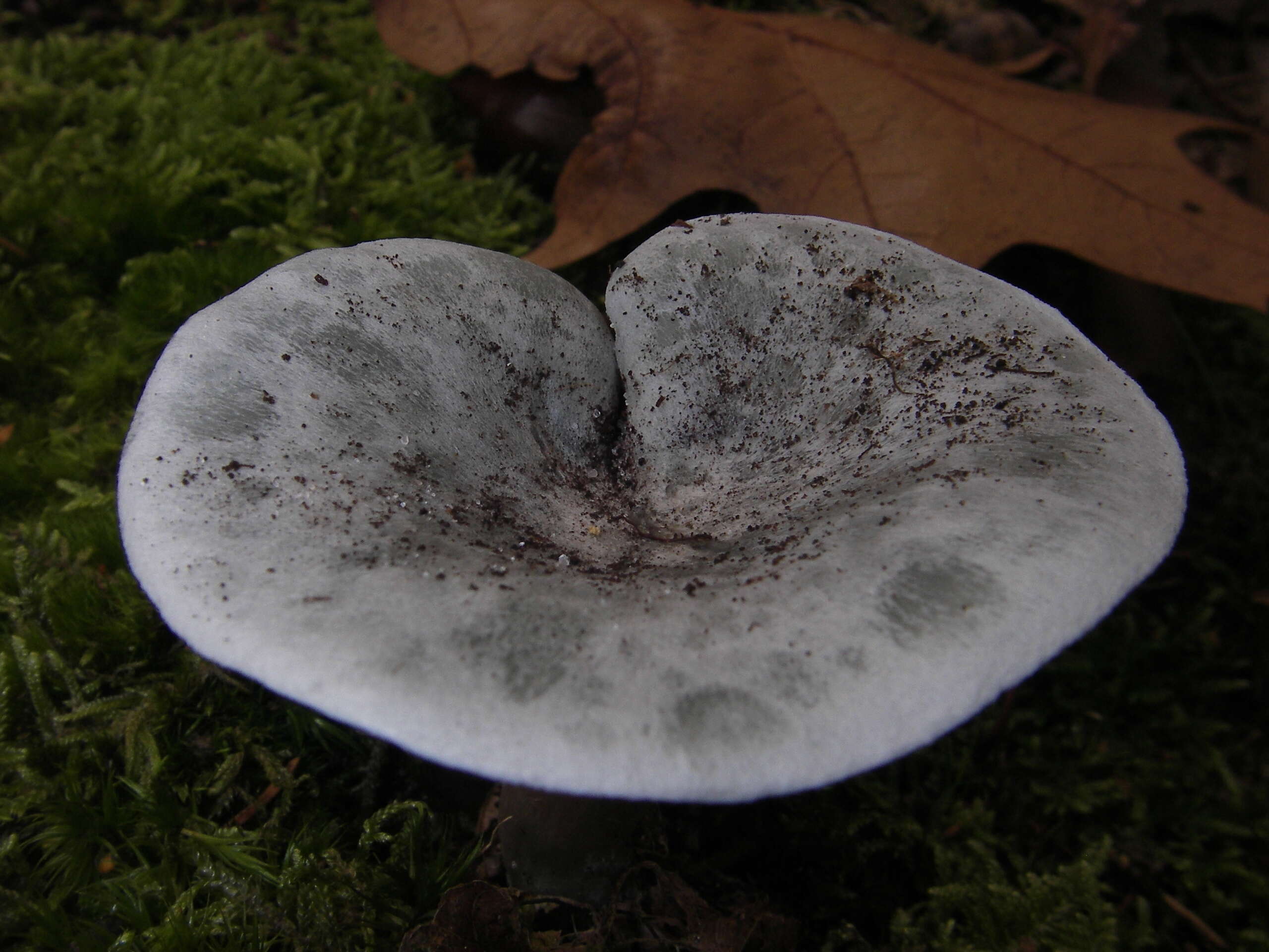 Image of Clitocybe odora (Bull.) P. Kumm. 1871