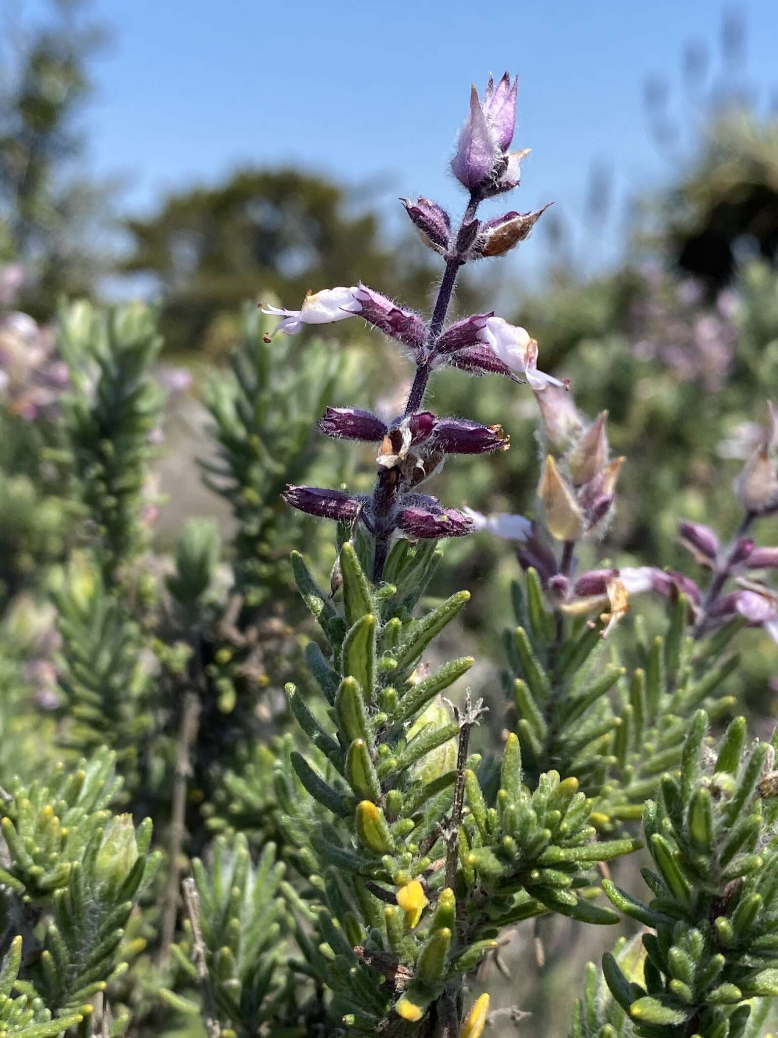 صورة Syncolostemon incanus (Codd) D. F. Otieno