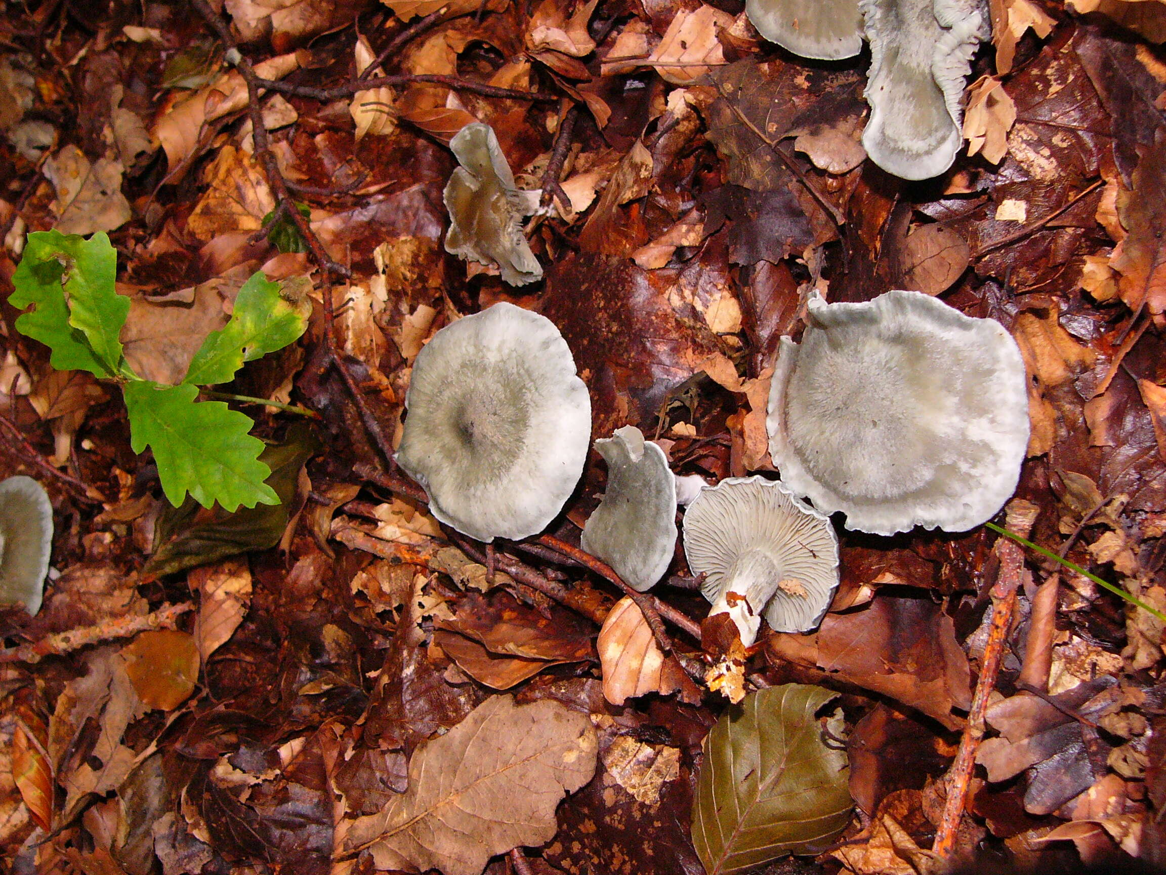 Image of Clitocybe odora (Bull.) P. Kumm. 1871