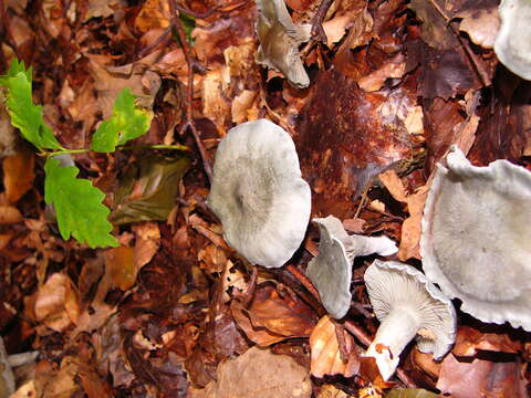 Image of Clitocybe odora (Bull.) P. Kumm. 1871