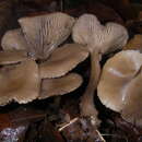 Plancia ëd Clitocybe brumalis (Fr.) Quél. 1872