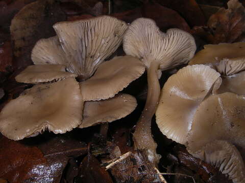 Plancia ëd Clitocybe brumalis (Fr.) Quél. 1872