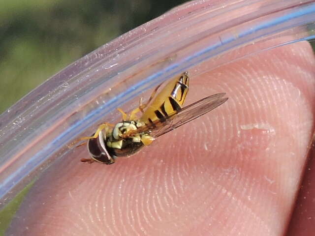 Image of Common Oblique Syrphid