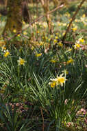 Image of daffodil