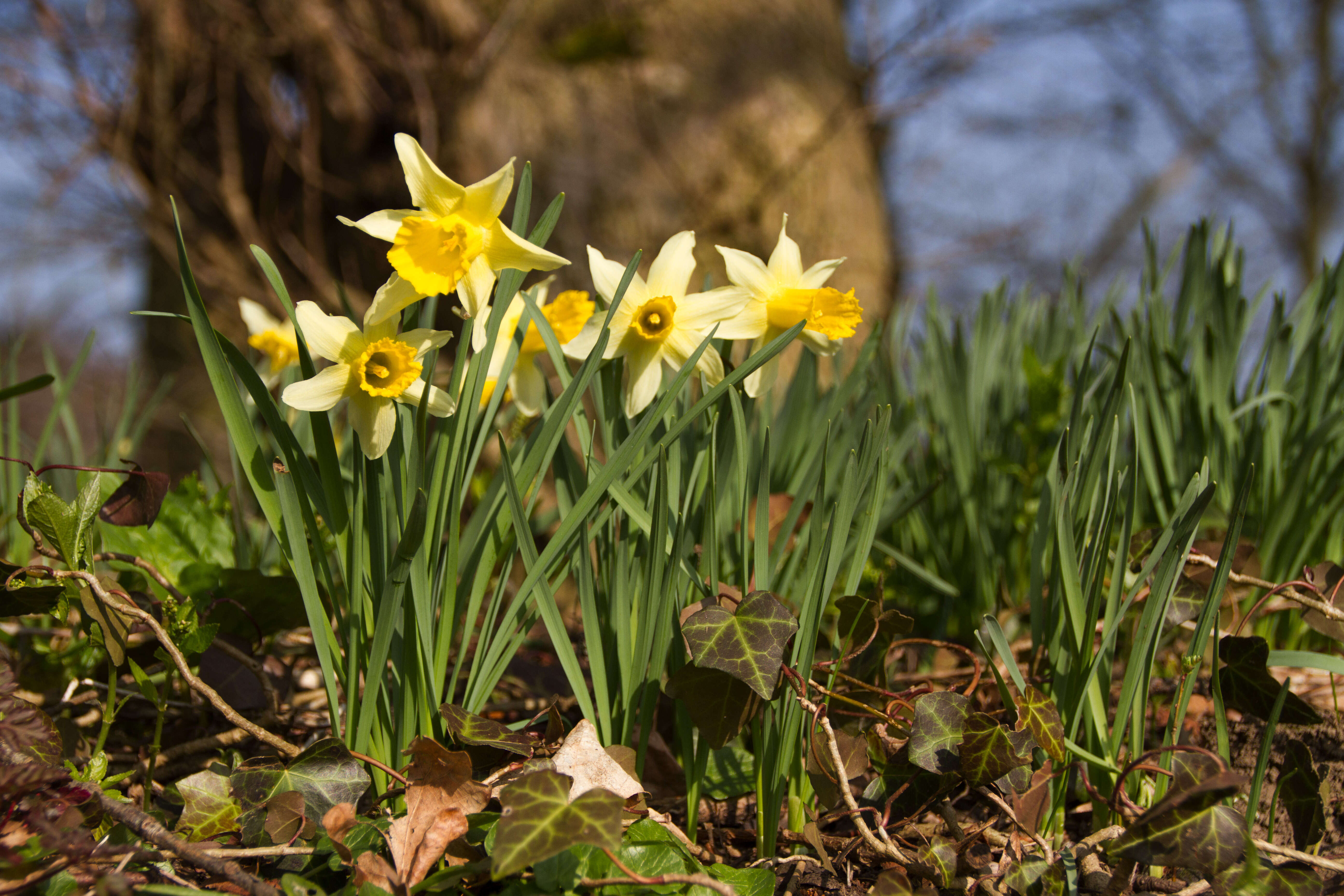 Image of daffodil