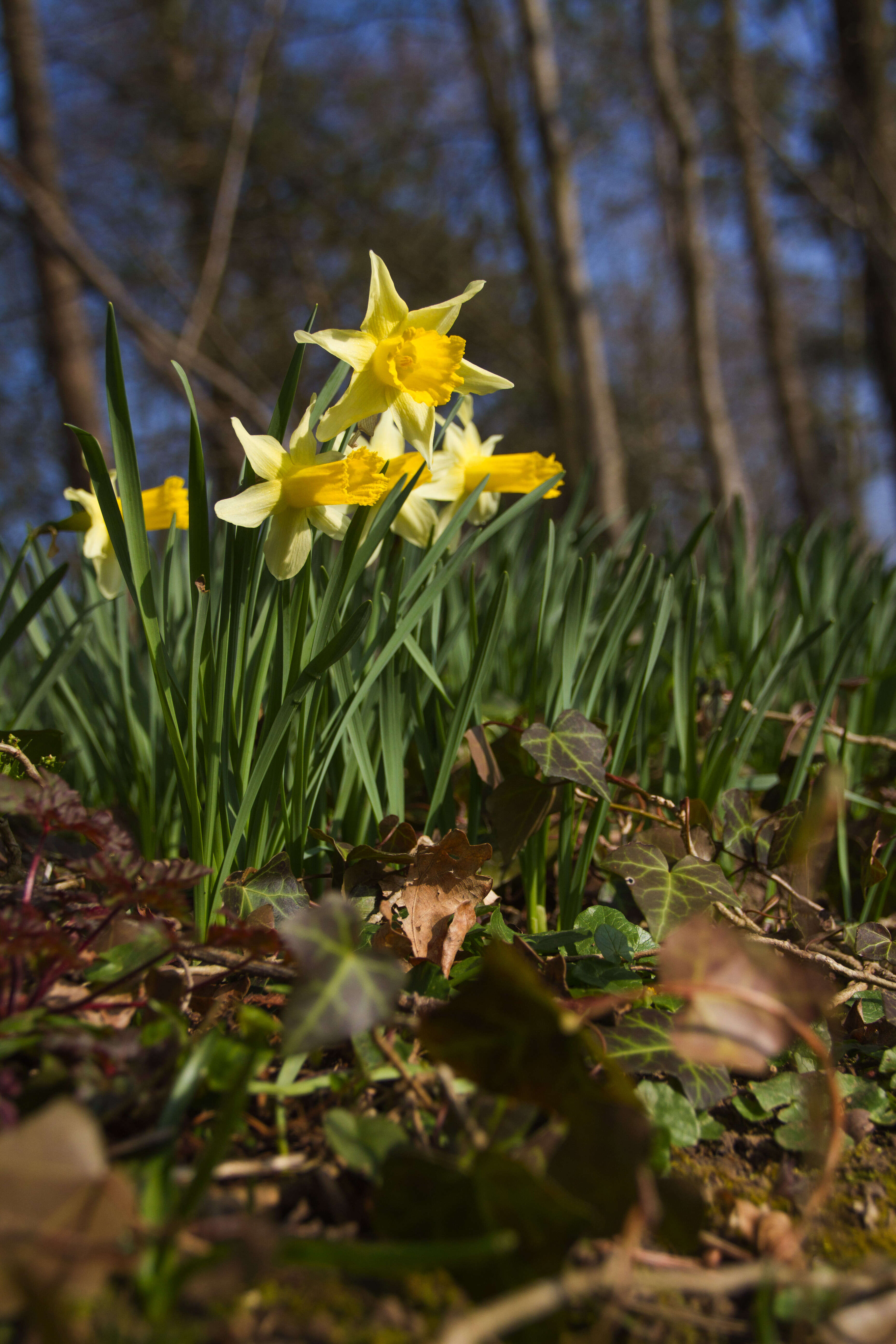 Image of daffodil