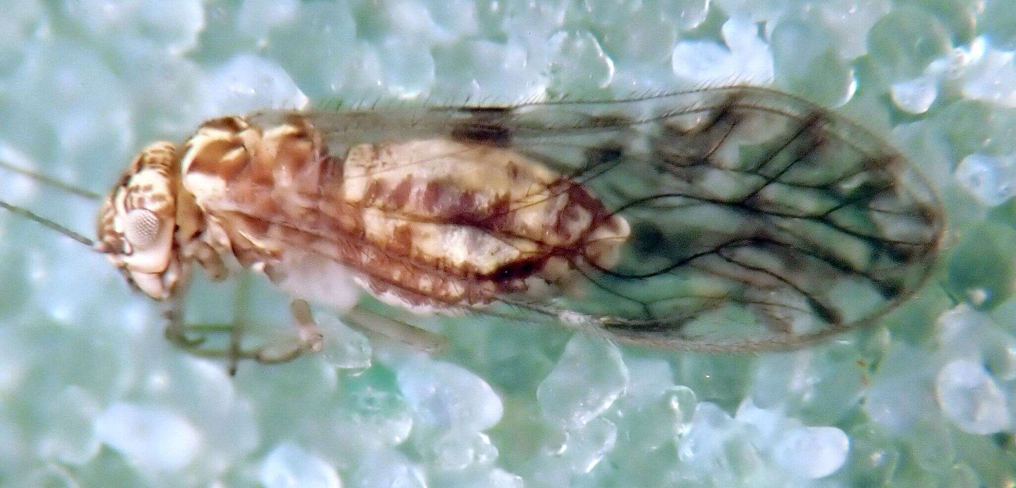 Image of Philotarsus californicus Mockford 2007