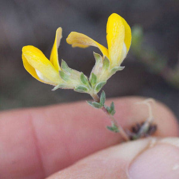 Слика од Aspalathus intervallaris Bolus