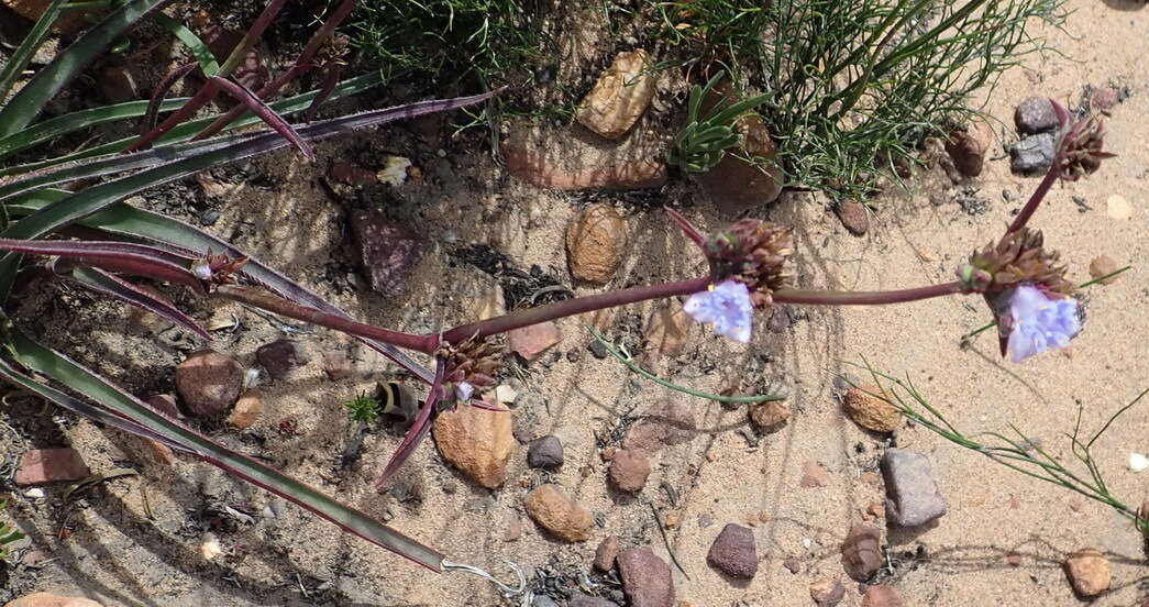 Image of Cyanotis speciosa (L. fil.) Hassk.