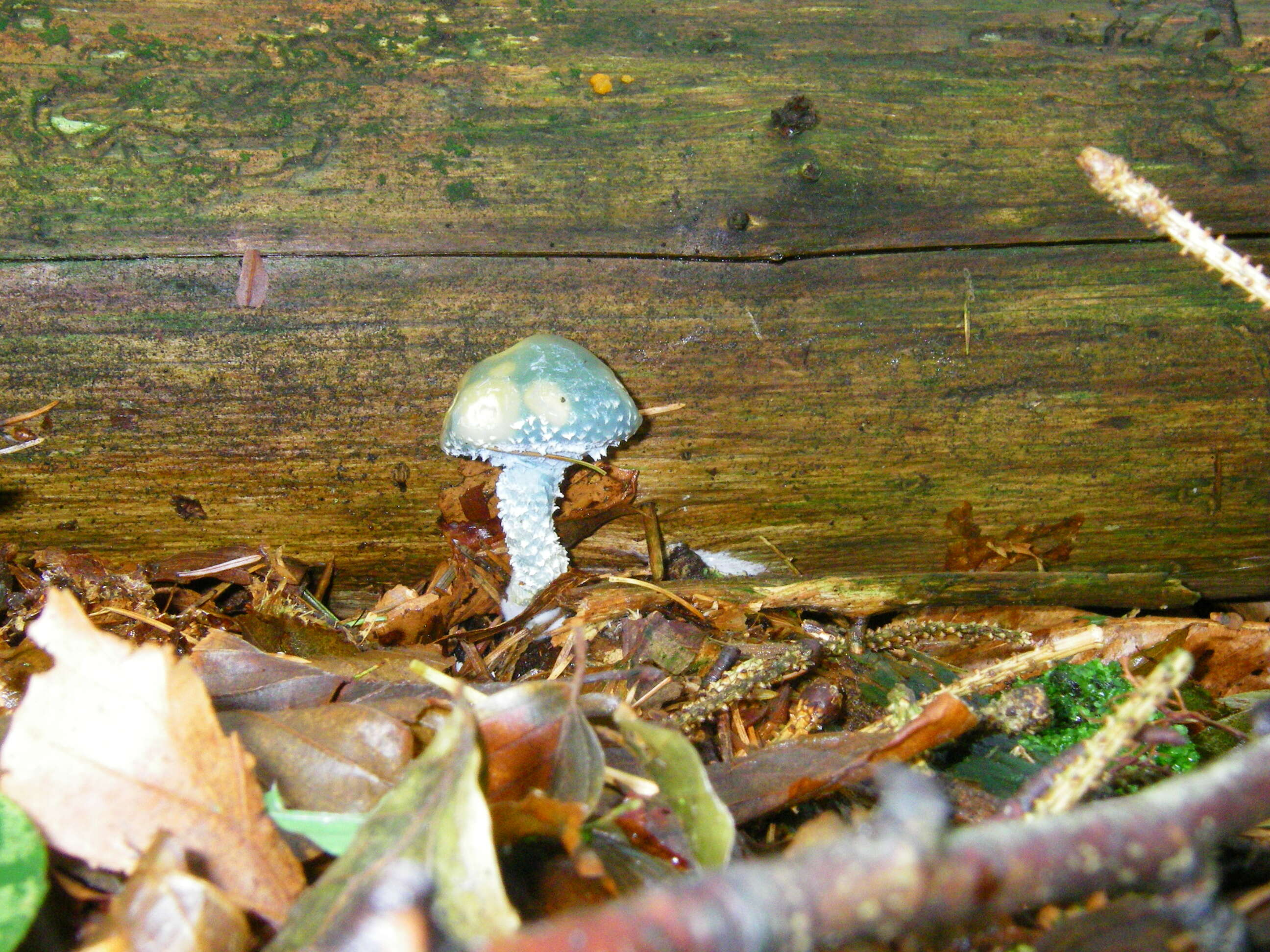 Image of verdigris agaric