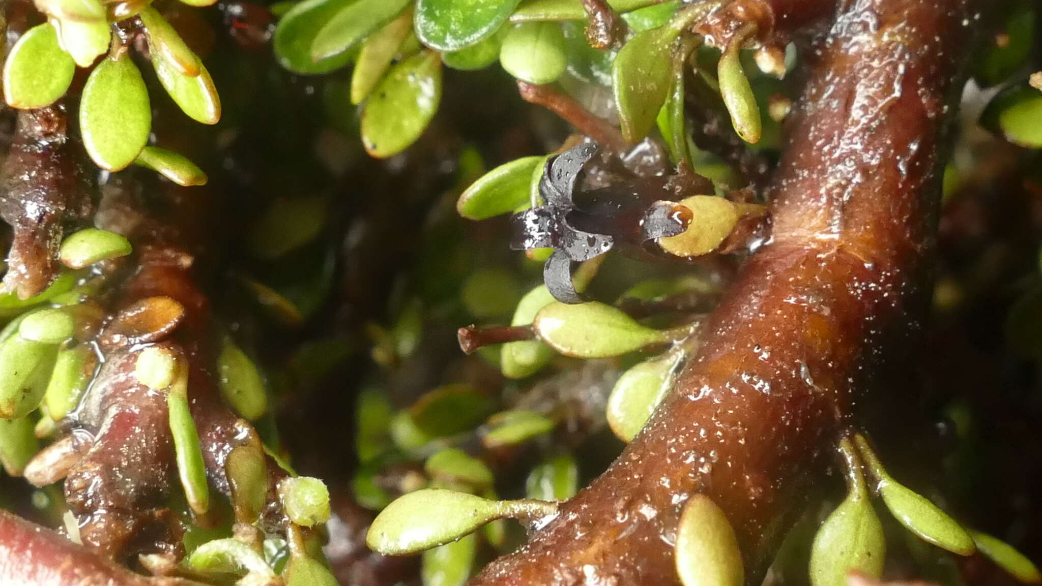 Слика од Pittosporum rigidum Hook. fil.