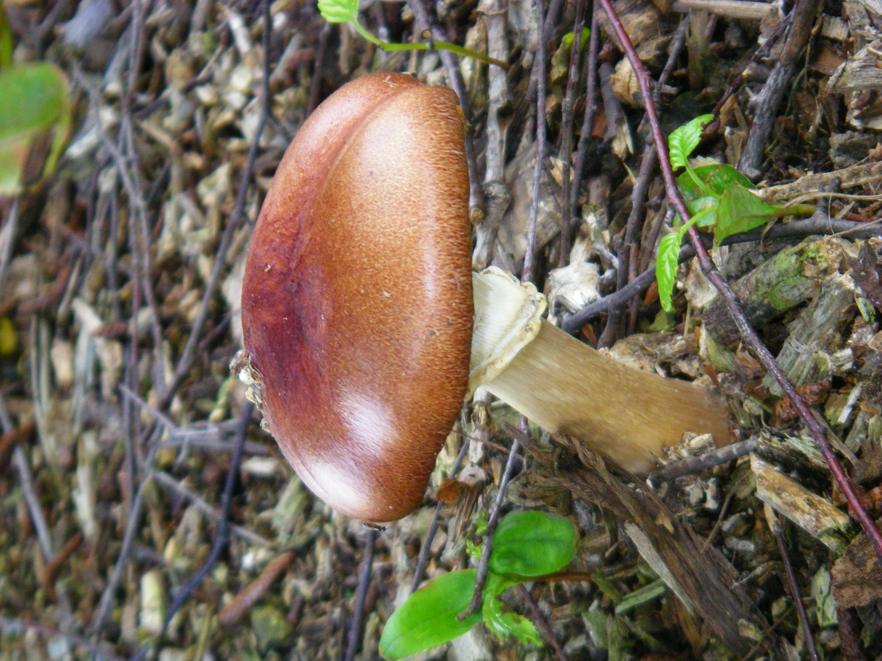 Imagem de Stropharia rugosoannulata Farl. ex Murrill 1922