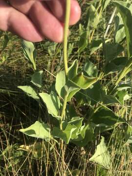 Image of rough coneflower