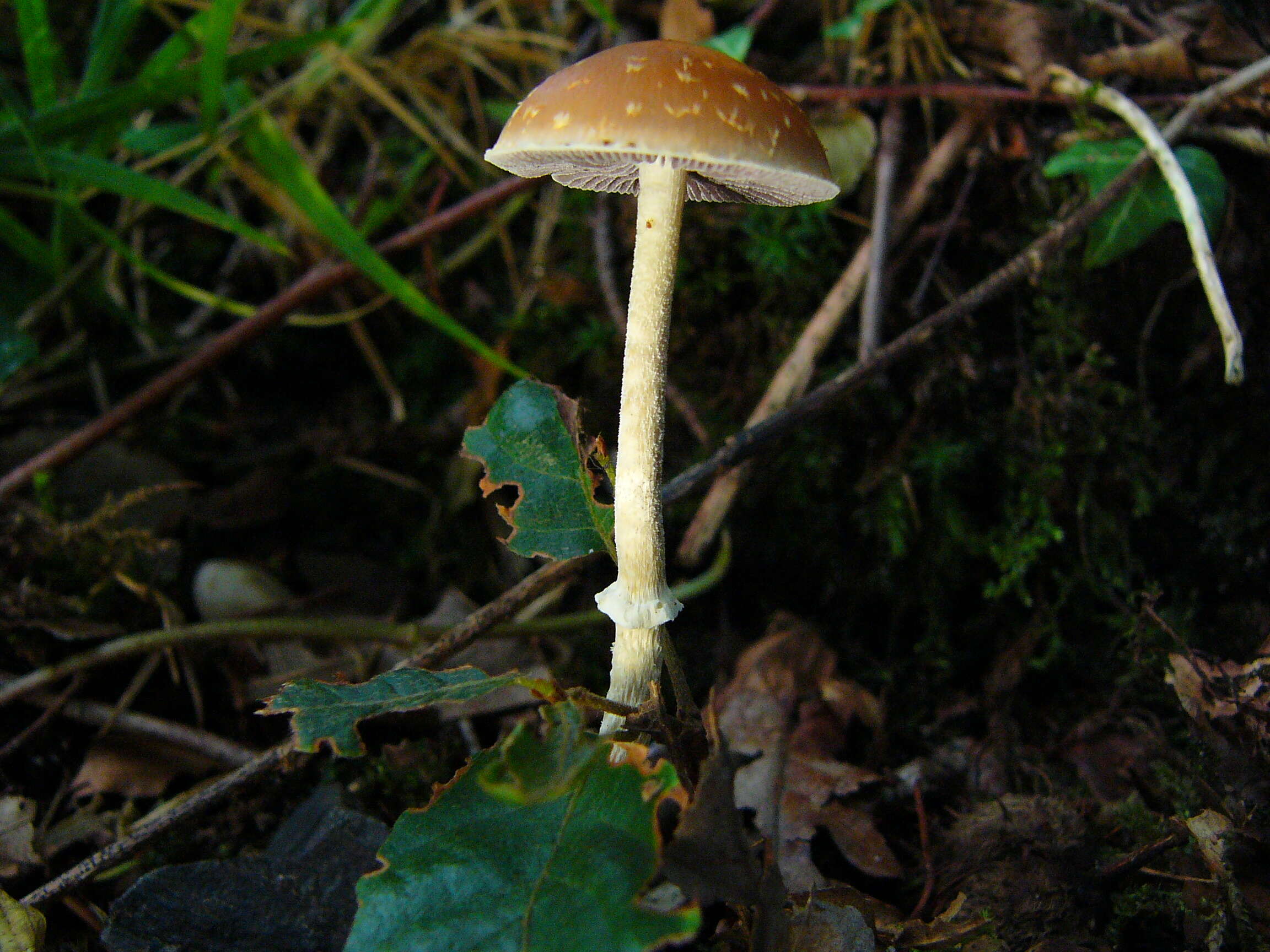 Image of Leratiomyces squamosus (Pers.) Bridge & Spooner 2008