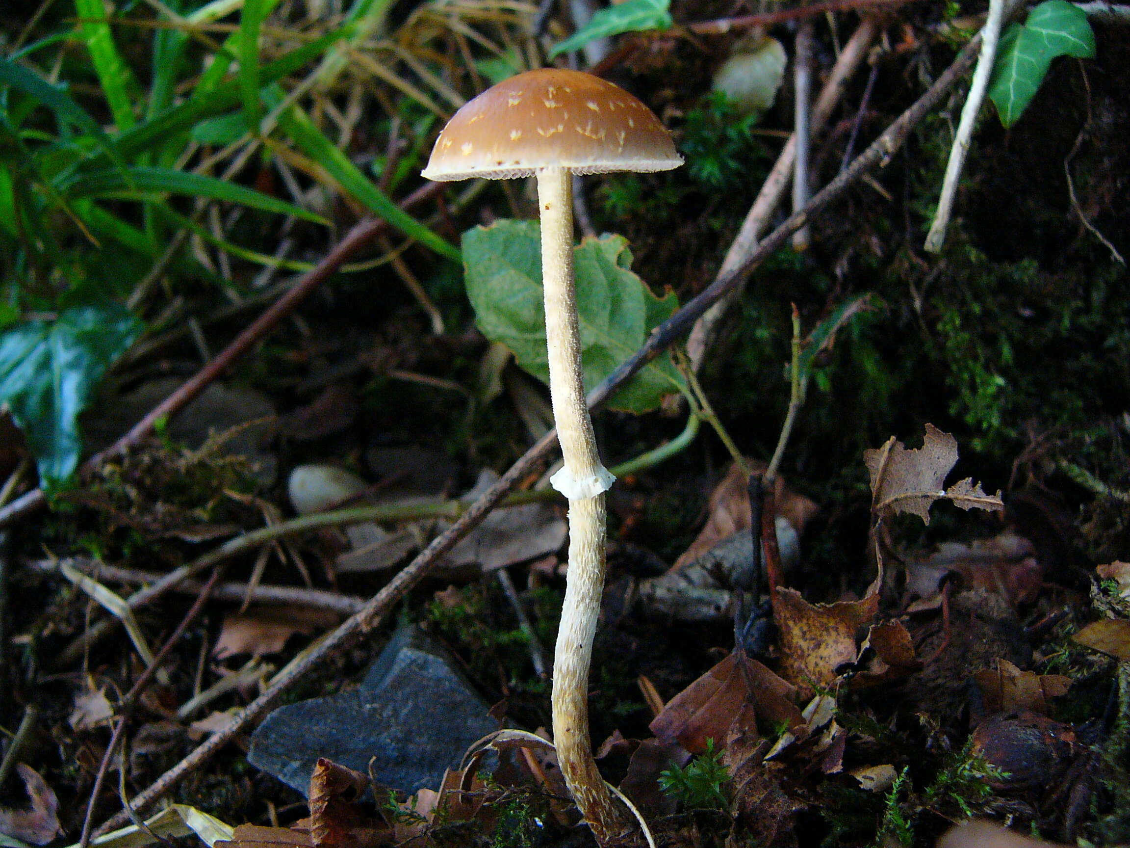 Image of Leratiomyces squamosus (Pers.) Bridge & Spooner 2008