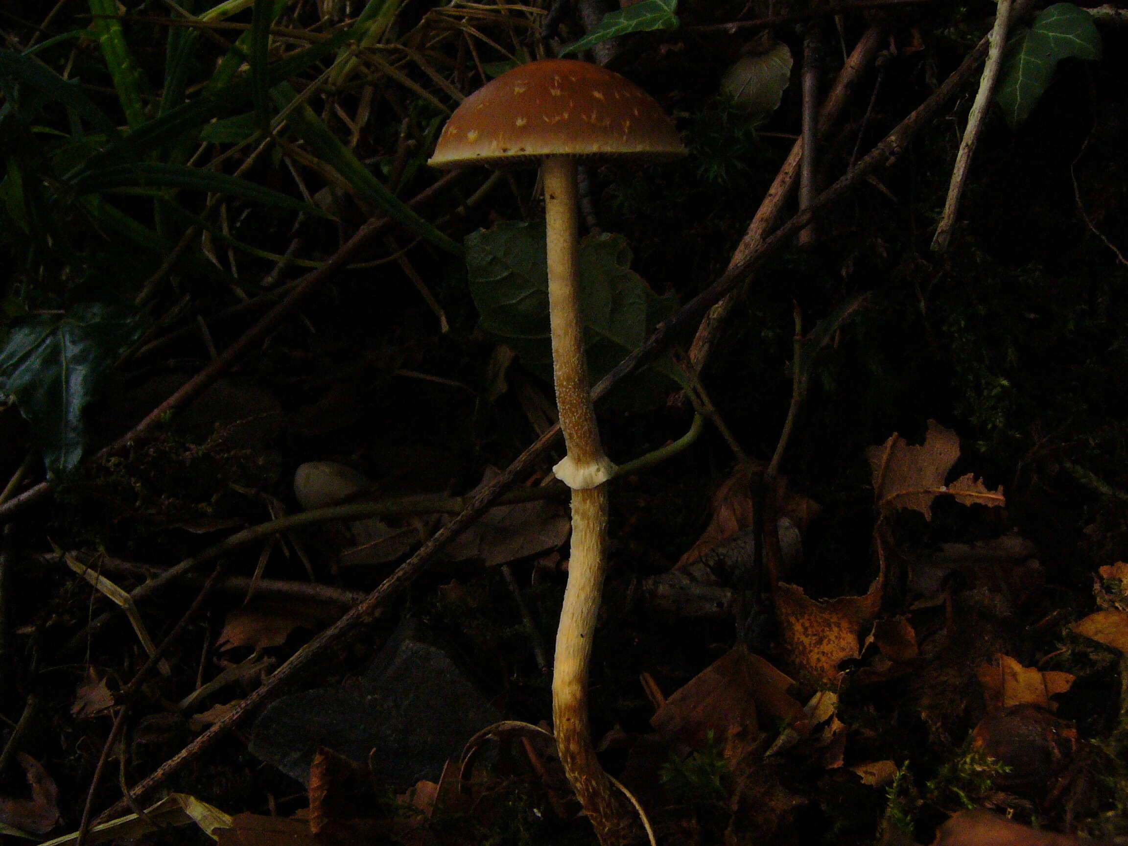 Image of Leratiomyces squamosus (Pers.) Bridge & Spooner 2008