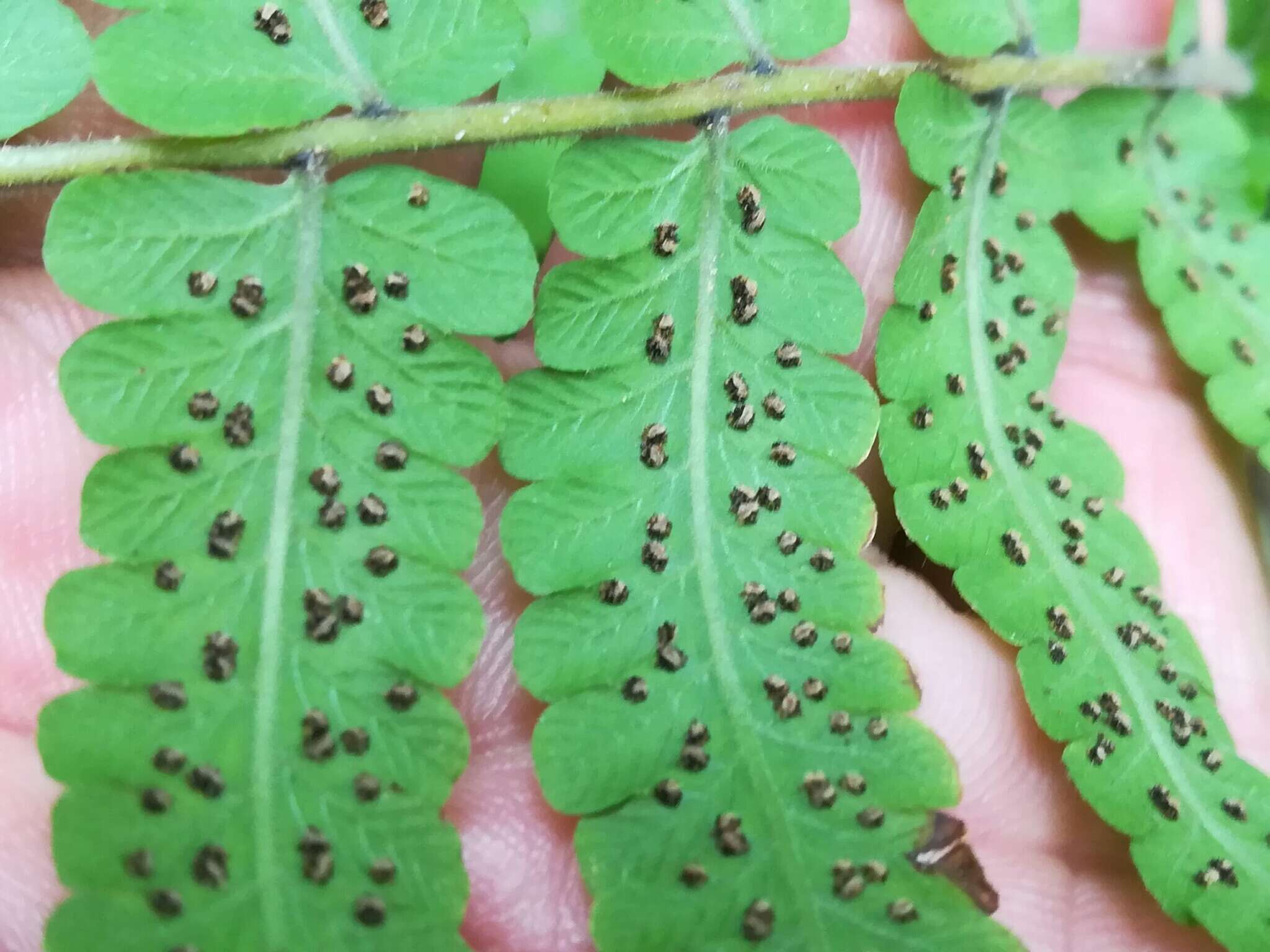 Image de Christella parasitica (L.) Lév.