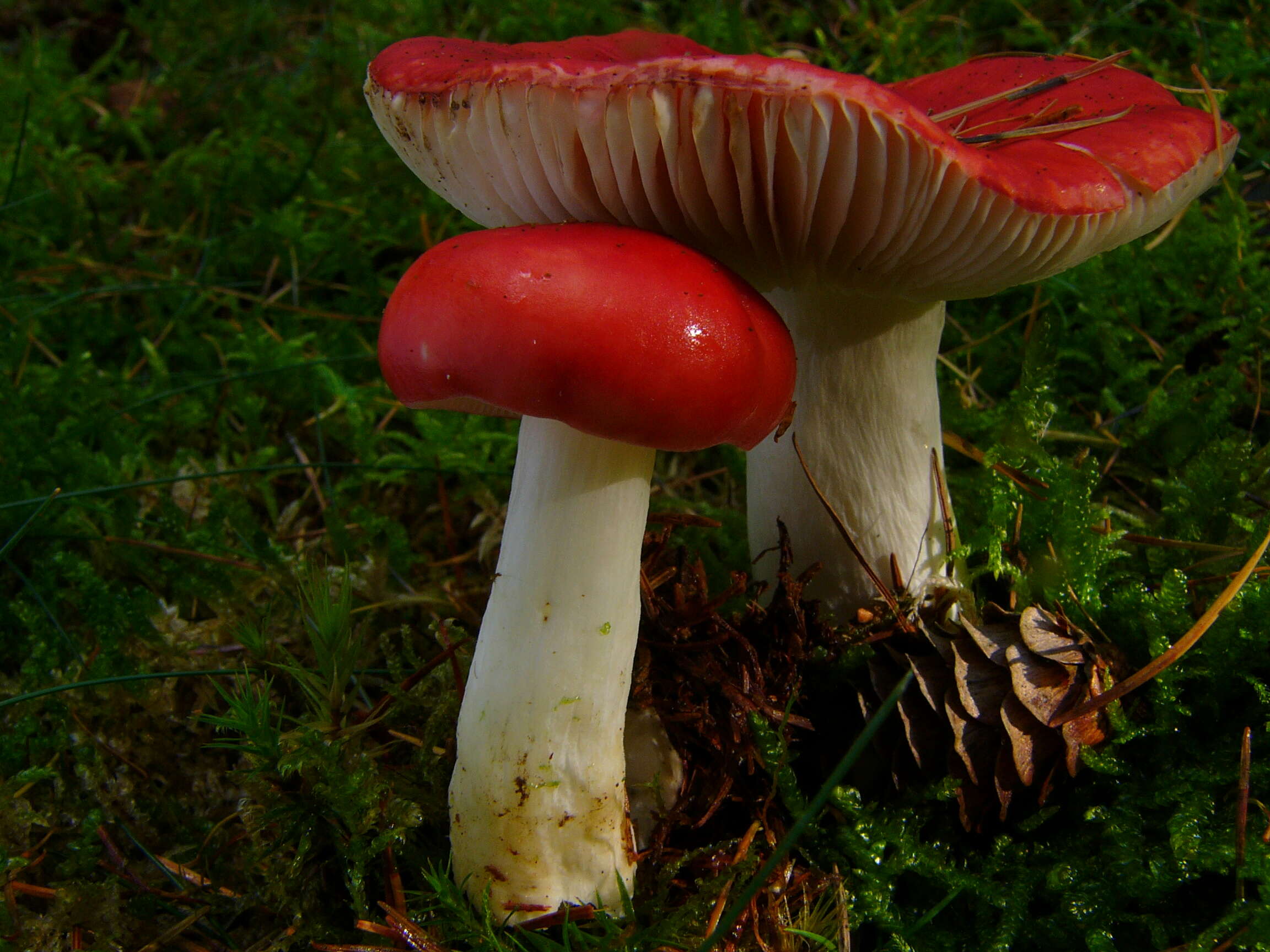 Image of Russula emetica (Schaeff.) Pers. 1796