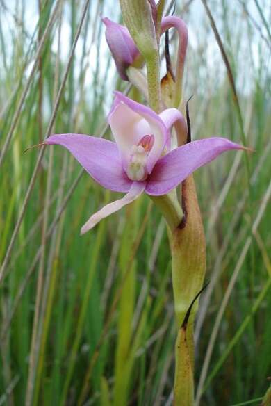 Image of Disa zuluensis Rolfe