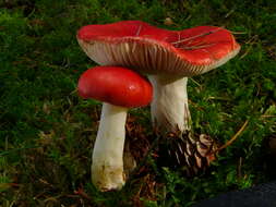 Image of Russula emetica (Schaeff.) Pers. 1796