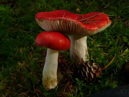 Image of Russula emetica (Schaeff.) Pers. 1796