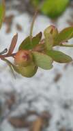 Image of dwarf huckleberry