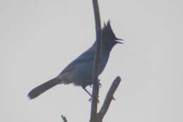 Image of Cyanocitta stelleri frontalis (Ridgway 1873)