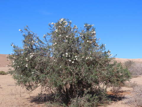 Image of Cordia decandra Hook. & Arn.