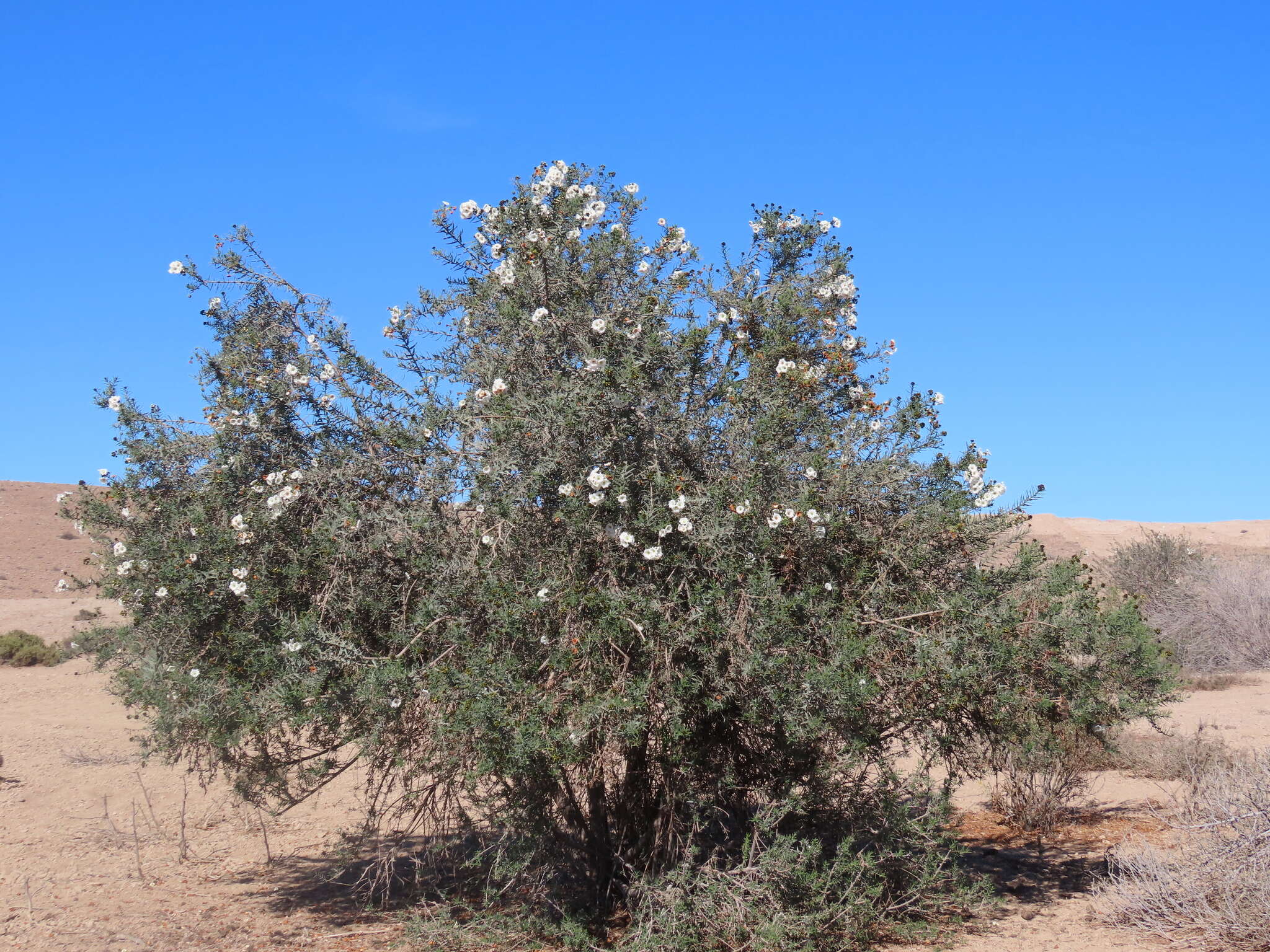 Image de Cordia decandra Hook. & Arn.