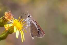 Image of Mediterranean Skipper