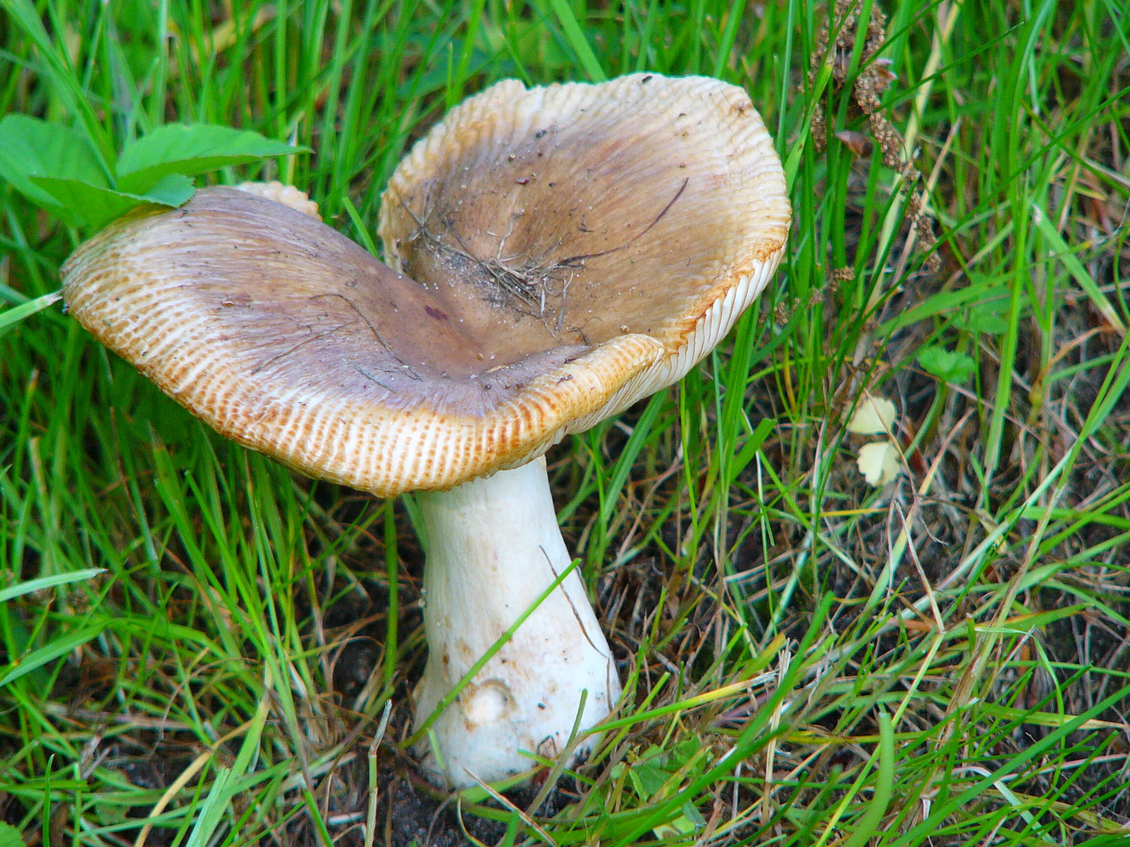 Image of Stinking Russula