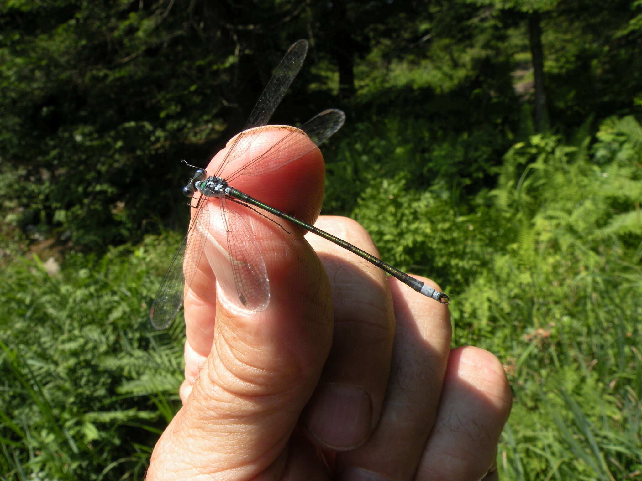 Imagem de Lestes inaequalis Walsh 1862