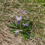 Image de Viola betonicifolia Smith